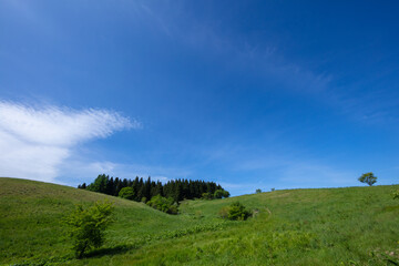Fototapeta premium green hills