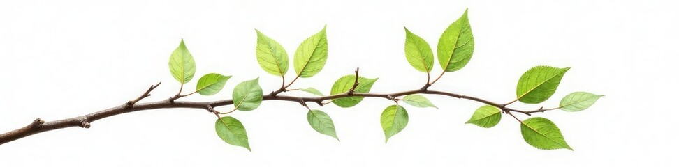 Isolated branch with delicate twigs and leaves against a clean white background, leaf, branches