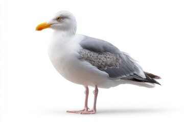 Seagull Standing on White Background