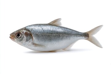 Fototapeta premium Silver Fish Isolated on White Background