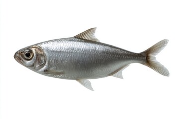 Obraz premium Silver Fish Isolated on White