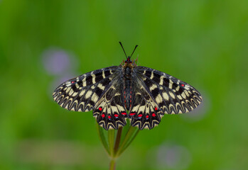 a scalloped red butterfly, Zerynthia polyxena