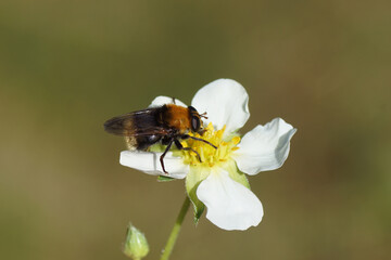 Close up female hoverfly Dimorphic Bumblefly (Criorhina berberina). Family Syrphidae. On flower of strawberry (Fragaria). Spring, April. Dutch garden