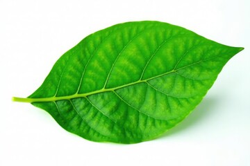 Obraz premium Green leaf isolated on white background with slight texture, vegetation, green