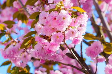 Beautiful Cherry Blossom Flowers Blooming in Spring Sunshine