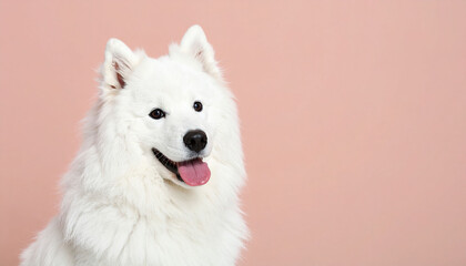 Cute Samoyed dog on colored background