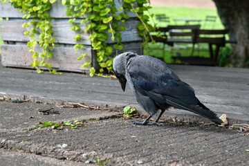 Fototapeta premium Jackdaw begging for food in the outdoor area of ​​an ice cream parlor in Hjo in Skaraborg, Sweden, on a warm and sunny spring day