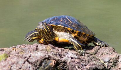 Naklejka premium turtle on the rock
