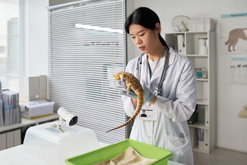 Young Asian female doctor of veterinary clinics in lab coat looking at cute iguana in her hands, examining sick pet in medical office