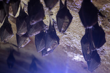 Close up group of small sleeping horseshoe bat covered by wings, hanging upside down on top of cold arched brick cellar while hibernating. Creativ wildlife phot with illuminated blurry background.