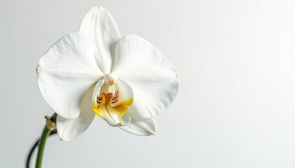 Obraz premium Delicate white orchid blossom against pure white backdrop, flower, elegant flower, tranquil