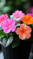Vibrant colorful flowers in a pot