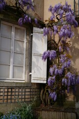 Fen&ecirc;tre glycine