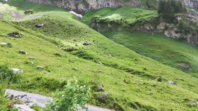9 juli 2024, Wildhaus, Switzerland. Low Drone flight above alpine meadows and small trees. Alpstein mountain in background. Great hiking spot, tranquil scenery. Great outdoors, unspoiled nature. No pe