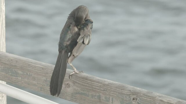 Boat-tailed Grackle