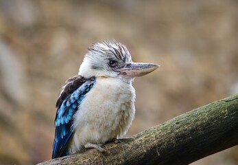 blue-winged kookaburra