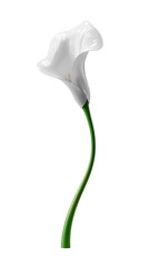 Elegant white calla lily flower with a slender green stem against a plain background