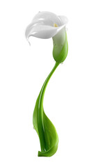 Elegant white calla lily flower with smooth green stem against a clean background