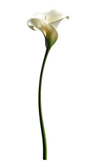 Elegant white calla lily flower standing tall against a plain background, showcasing its beauty