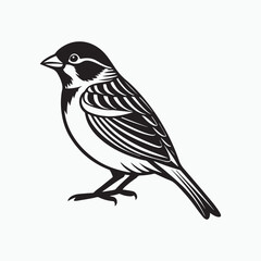 Fototapeta premium house sparrow bird silhouette vector