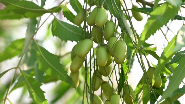 Fresh Neem fruit on tree with leaf on nature background, A leaves of neem tree and fruits growing natural medicinal