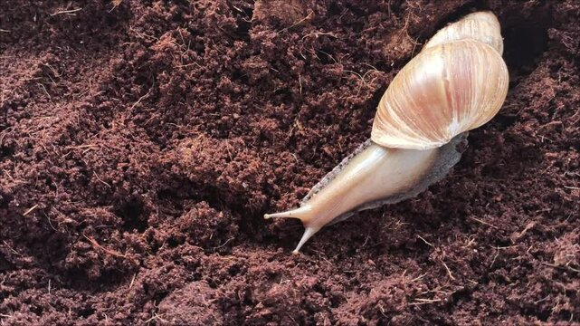 Akhatin's snail crawls on the ground in a terrarium. Keeping shellfish at home. Exotic pets. Coconut shell terrarium filler.