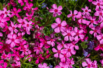 Vibrant pink blooming creeping phlox in a rockery garden setting.  Magenta, hot pink phlox carpet close up.