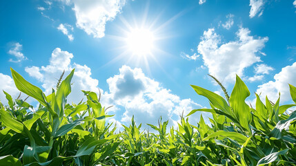 Obraz premium Lush green cornfield reaching towards a bright sun shining through a blue sky with fluffy white clouds