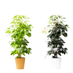 Lush Green and Dark Leafy Indoor Plants in Bright Pots for Home Decor and Interior Design Inspiration