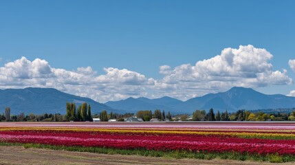 Vibrant flower fields in full bloom under a clear blue sky with distant mountains and clouds
