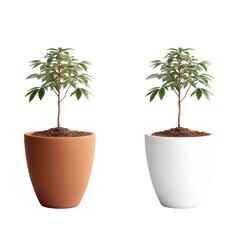 Indoor potted plants with vibrant green foliage in terracotta and white ceramic pots on a clean background for home decor and interior design inspiration