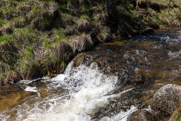 Fototapeta premium river in the forest