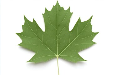 Detailed close-up of a vibrant green maple leaf showcasing its intricate veins and texture