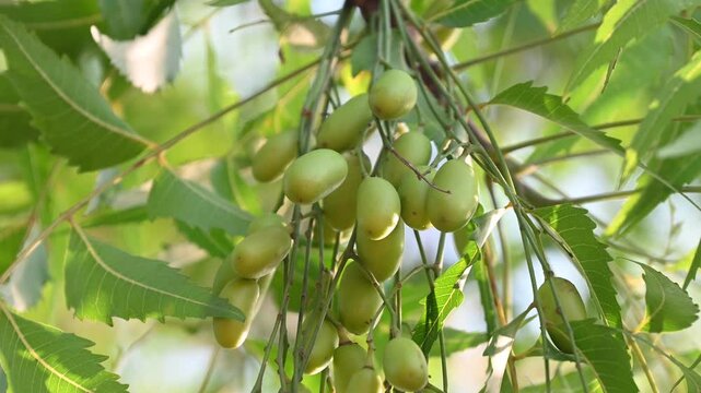 Fresh Neem fruit on tree with leaf on nature background, A leaves of neem tree and fruits growing natural medicinal