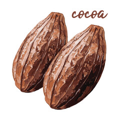 cocoa fruit in watercolor illustration style, isolated vector on white background