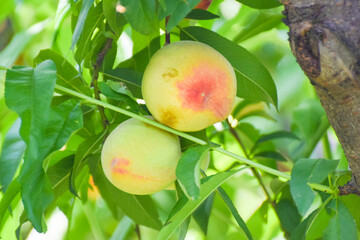 few Sweet peach fruits growing on a peach tree branch, Close up of ripe peach fruits  of the variety 
