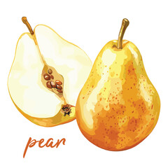pear in watercolor illustration style, isolated vector on white background