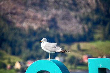 Möve kurz vor Abflug