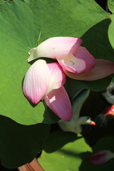 The pink lotus is considered a symbol of purity, love, and spiritual awakening in many cultures, particularly in Buddhism.