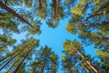 Fototapeta premium Sunlight filters through tall pine trees, reaching up to a vibrant blue sky. Forest canopy from below