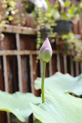 The pink lotus is considered a symbol of purity, love, and spiritual awakening in many cultures, particularly in Buddhism.