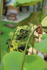 The pink lotus is considered a symbol of purity, love, and spiritual awakening in many cultures, particularly in Buddhism.