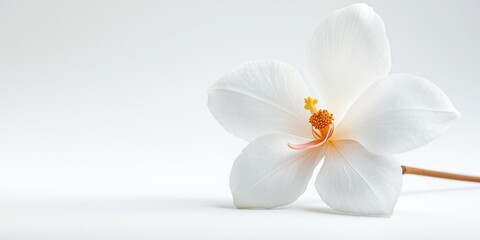 Delicate Jasmine Bloom on White Background