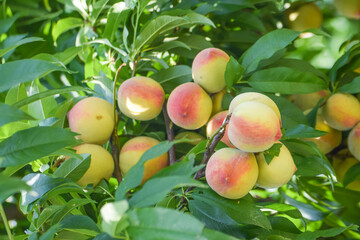 few Sweet peach fruits growing on a peach tree branch, Close up of ripe peach fruits  of the...