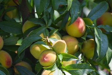 few Sweet peach fruits growing on a peach tree branch, Close up of ripe peach fruits  of the...
