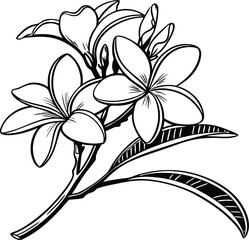 Plumeria flower.Pink yellow and white frangipani tropical flora, plumeria blossom blooming on tree.