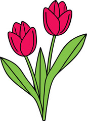 pink tulips isolated on white