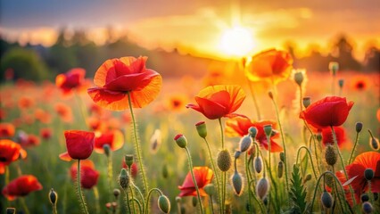 Obraz premium Vibrant poppies swaying gently in the warm sunlight of a field at dawn , foliage, serene, foliage, serene, garden, bright, flowers