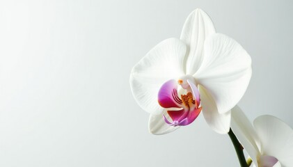 Delicate white orchid blossom against pure white backdrop, beauty shot, elegant, image