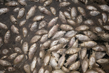 Dead fish in polluted water. Ecological disaster, global warming and catastrophe. Water pollution and global ecology problem